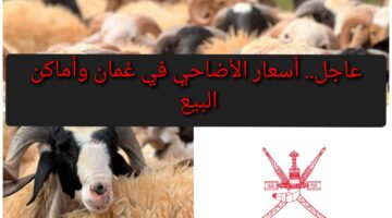 كبش عيد الأضحى.. أسعار الأضاحي في عُمان 2024 وأماكن البيع 