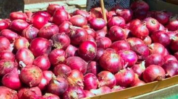 ما هى أسعار البصل اليوم في مصر بالطن 7 يونيو 2024 ؟