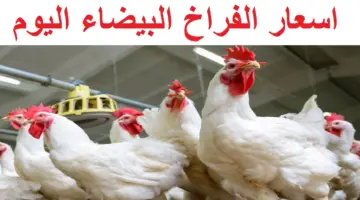 بورصة الدواجن اليوم في مصر.. تراجع طفيف في سعر الفراخ البيضاء في المزارع بسبب موجة الحر