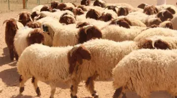 قبل أيام من العيد.. أسعار الأضاحي في السعودية 1445 وتكلفة صك الأضحية من الراجحي