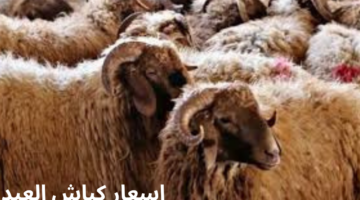 ما هي اسعار كباش العيد اليوم في مصر في محلات الجزارة والمزارع؟