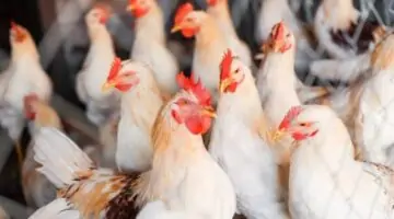 بورصة الدواجن اليوم الفراخ البيضاء.. أسعار الفراخ والبيض اليوم الجمعة 21 يونيو 2024 