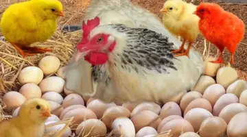 بورصة الدواجن اليوم الفراخ البيضاء.. أسعار الفراخ والبيض اليوم الجمعة 14 يونيو 2024