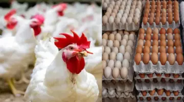 بورصة الدواجن اليوم الفراخ البيضاء.. أسعار الفراخ والبيض اليوم الجمعة 28 يونيو 2024
