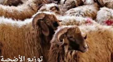 ما هو آخر موعد للذبح وكيف يتم توزيع الأضحية؟ "دار الإفتاء المصرية" توضح