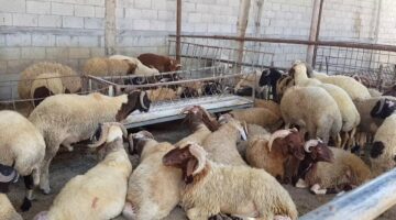 جمعية البر الأهلية بالرياض تطلق مشروع الأضاحي نظير أسعار ميسرة ووفقًا لأحكام الشريعة