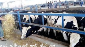 ما هو سعر كيلو اللحم البقري قائم اليوم في مصر 2024؟