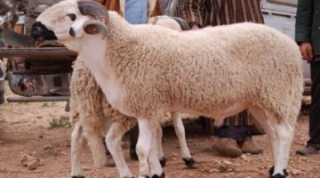 متى موعد عطلة عيد الأضحى في المغرب للعام الحالي 2024 ؟