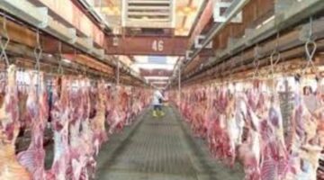وزارة البيئة والمياه والزراعة تعلن عن ذبح 100 ألف ماشية فى مسالخ منطقة الرياض