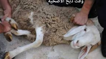 متى يبدأ وقت ذبح الاضحية وما نهاية موعد الذبح؟ "الإفتاء المصرية" توضح