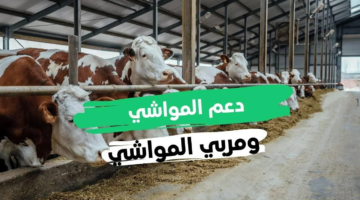 هنا.. رابط وشروط التسجيل في دعم المواشي الجديد 1446 وكيفية التسجيل وزارة البيئة