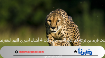 حدث فريد من نوعه فى عالم الحيوان …ولادة 4 أشبال لحيوان الفهد المنقرض