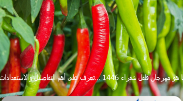 ما هو مهرجان فلفل شقراء 1446 …تعرف على أهم التفاصيل والاستعدادات
