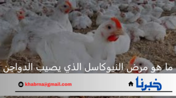 ما هو مرض النيوكاسل الذي يصيب الدواجن البرازيلية بعد حظر المملكة الاستيراد
