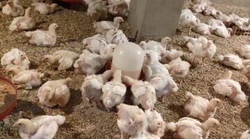 طريقة تربية الدواجن البيضاء في المنزل وتحقيق ربح منها