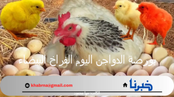 بورصة الدواجن اليوم الفراخ البيضاء.. أسعار الفراخ اليوم الثلاثاء 30 يوليو 2024 بالأسواق