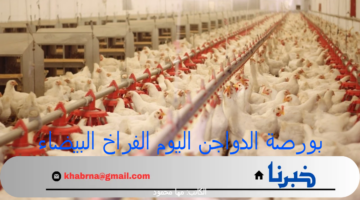 بورصة الدواجن اليوم الفراخ البيضاء.. أسعار الفراخ والبيض اليوم الأربعاء 31 يوليو 2024