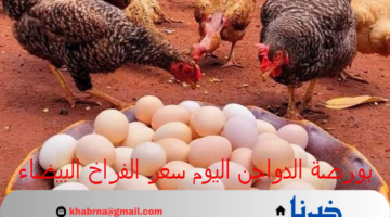 بورصة الدواجن اليوم سعر الفراخ البيضاء والبيض الثلاثاء 23 يوليو 2024 في الأسواق المحلية