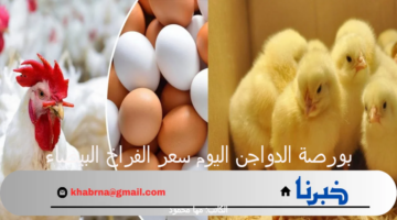 بورصة الدواجن اليوم سعر الفراخ البيضاء والبيض الاثنين 22 يوليو 2024 بالأسواق المحلية