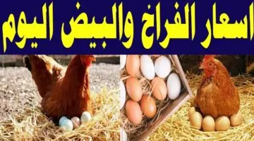 هتملي التلاجة منها.. مفاجأة في أسعار الدواجن والبيض اليوم بالأسواق شوف سعر الفراخ البيضاء بكام