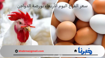 ارتفاع جديد في سعر الفراخ اليوم الأربعاء بورصة الدواجن وأسعار البيض والبانية تفاجئ الجميع