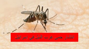 هل حمى غرب النيل دخل مصر بعد انتشاره في إسرائيل.. وزارة الصحة تجيب