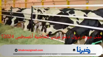 متى موعد نزول دعم مربي الماشية أغسطس 2024؟ وخطوات وشروط التسجيل في دعم المواشي 1446