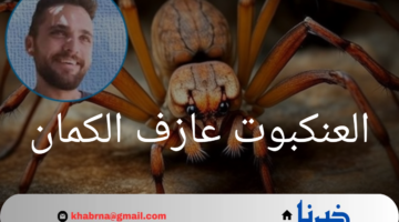 كارثة صيفية.. لدغة العنكبوت عازف الكمان تودي بحياة شاب إيطالي
