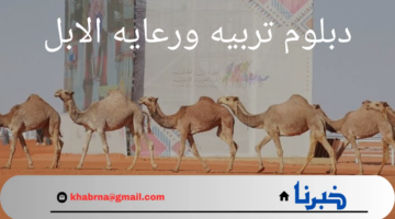 الأول من نوعه.. إطلاق دبلوم تربيه ورعايه الابل تخصص جديد يدخل في الجامعات السعودية