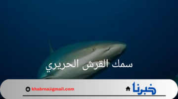 "المركز الوطني للحياة الفطرية"يعلن رصد سمك القرش الحريري والحوت القاتل