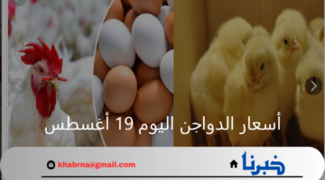 72 جنيه.. اسعار الدواجن اليوم 19 أغسطس في المزرعة وحتى تصل ليد المستهلك