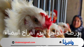 بورصة الدواجن اليوم الفراخ البيضاء.. أسعار الفراخ والبيض اليوم السبت 24 أغسطس 2024