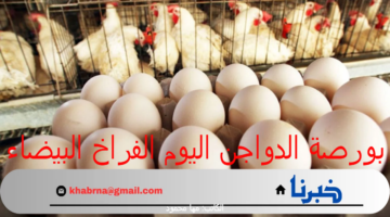 بورصة الدواجن اليوم الفراخ البيضاء.. أسعار الفراخ والبيض اليوم الأحد 25 أغسطس 2024