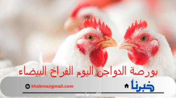 بورصة الدواجن اليوم الفراخ البيضاء.. أسعار الفراخ والبيض اليوم السبت 3 أغسطس 2024