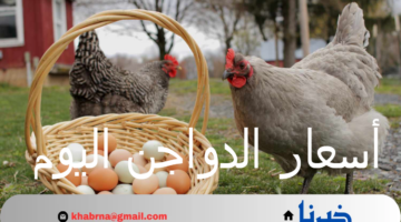 أسعار الدواجن اليوم الثلاثاء 3 سبتمبر 2024 بالأسواق وبورصة الدواجن الرئيسية