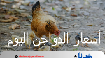 أسعار الدواجن اليوم الأربعاء 4 سبتمبر 2024 وفقاً لبورصة الدواجن الرئيسية والأسواق