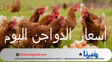 أسعار الدواجن اليوم الخميس 5 سبتمبر 2024 وفقاً لبورصة الدواجن الرئيسية والأسواق