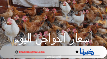 أسعار الدواجن اليوم الأحد 8 سبتمبر 2024 وفقاً لبورصة الدواجن الرئيسية والأسواق المصرية