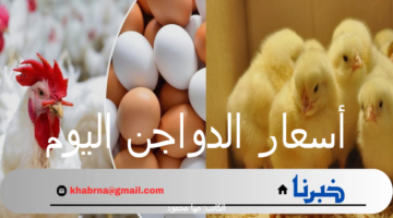 أسعار الدواجن اليوم الاثنين 9 سبتمبر 2024 وفقاً لبورصة الدواجن الرئيسية والأسواق المصرية