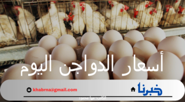 أسعار الدواجن اليوم الأحد 15 سبتمبر 2024 وفقاً لبورصة الدواجن الرئيسية والأسواق المصرية