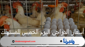 أسعار الدواجن اليوم الخميس للمستهلك 19 سبتمبر 2024 وفقاً للبورصة الرئيسية والأسواق