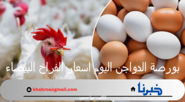 بورصة الدواجن اليوم اسعار الفراخ البيضاء والبيض الأحد 22 سبتمبر 2024 بالأسواق