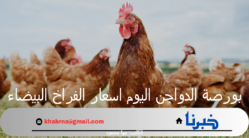 بورصة الدواجن اليوم اسعار الفراخ البيضاء والبيض الثلاثاء 24 سبتمبر 2024 بالمزارع والأسواق