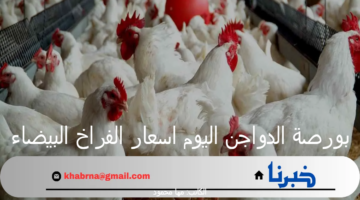 بورصة الدواجن اليوم اسعار الفراخ البيضاء والكتاكيت الجمعة 20 سبتمبر 2024 بالأسواق