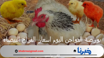 بورصة الدواجن اليوم اسعار الفراخ البيضاء والبيض الأربعاء 25 سبتمبر 2024 بالأسواق