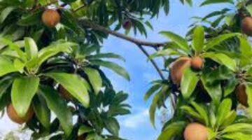 وزارة البيئة والزراعة السعودية تعلن عن نجاح أشجار الشيكو بعد وضع جهدًا في استثمارها
