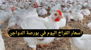 أسعار الفراخ اليوم في بورصة الدواجن الرئيسية وأسعار الكتاكيت في مصر