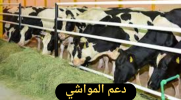 ما هي خطوات التسجيل في دعم المواشي وما شروط الحصول على الدعم؟