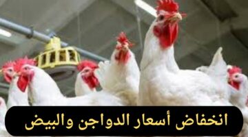 35 جنيهًا للكتكوت.. تحسن في أسعار الدواجن والبيض بعد استيراد الكتاكيت من الخارج