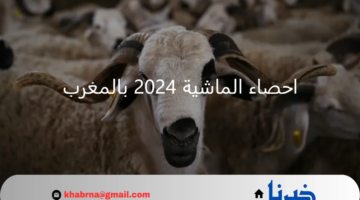 احصاء الماشية 2024 بالمغرب.. "الجمعية الوطنية لمربي الأغنام" توضح رابط التسجيل والأوراق المطلوبة